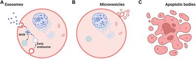 Application of Cell-Derived Extracellular Vesicles and Engineered Nanovesicles for Hair Growth: From Mechanisms to Therapeutics